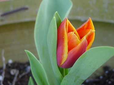 flor tulipan