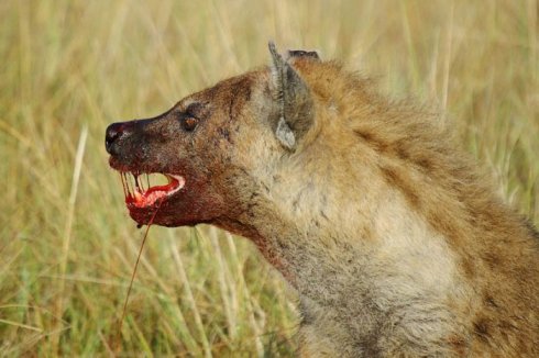 hiena-sangre-boca