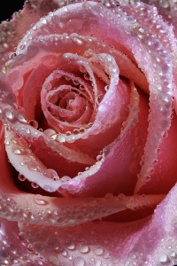 Rosa-rosada-cubierta-por-el-rocío-matinal