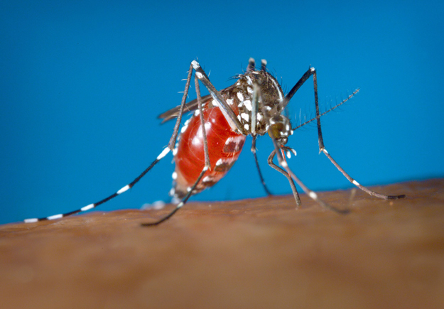 An Aedes albopictus female mosquito feeds on a human blood meal.