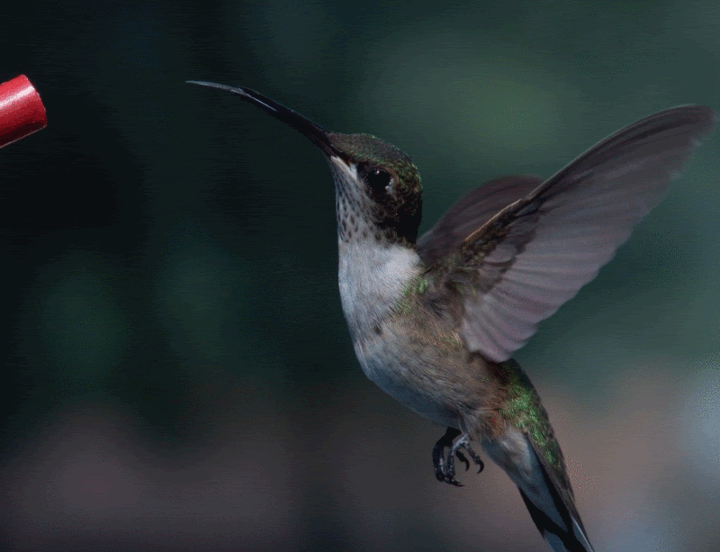 colibrie