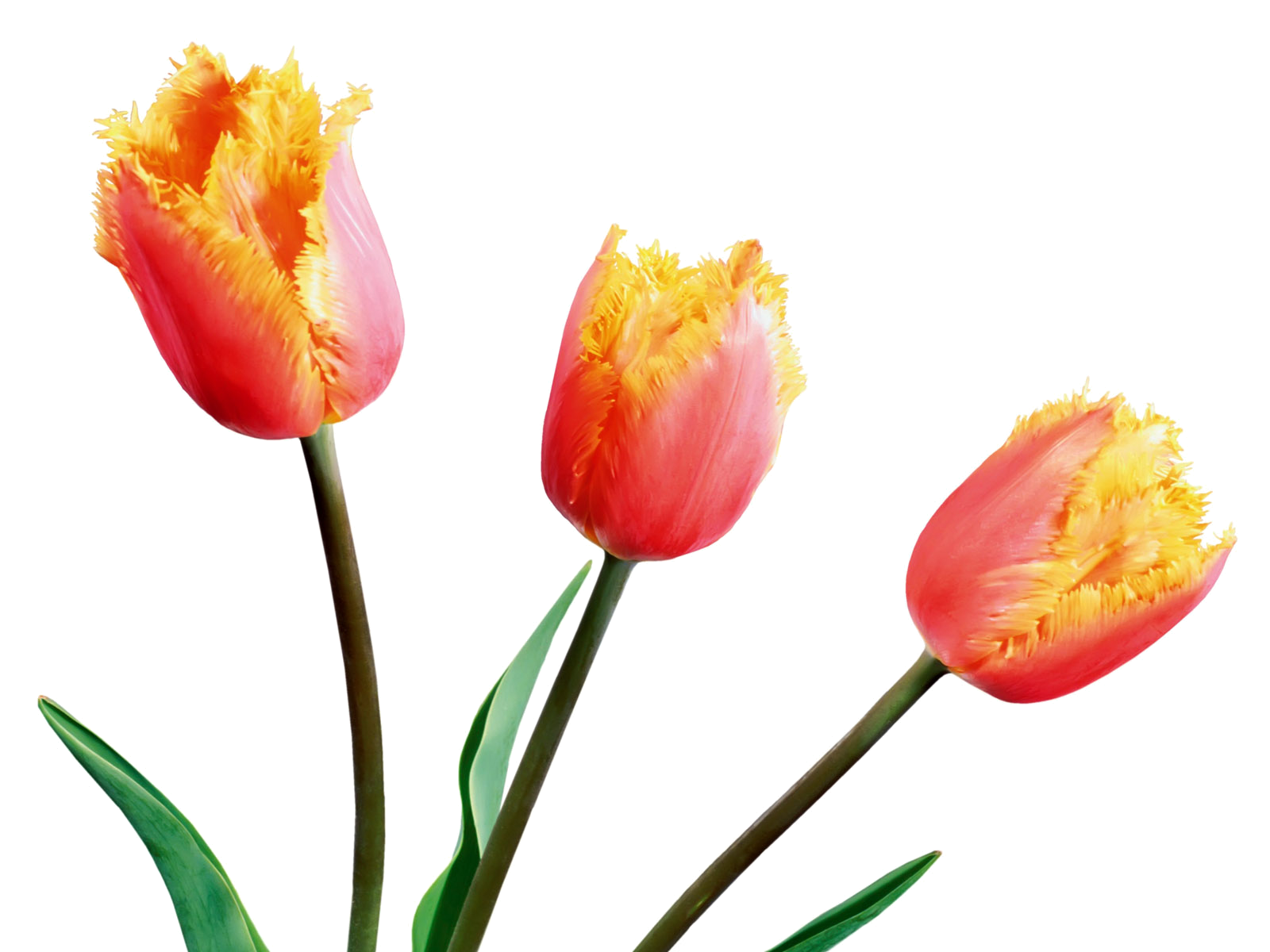 -flor-tulipan4