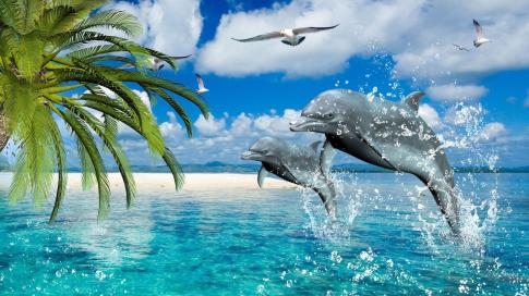 delfines-danza